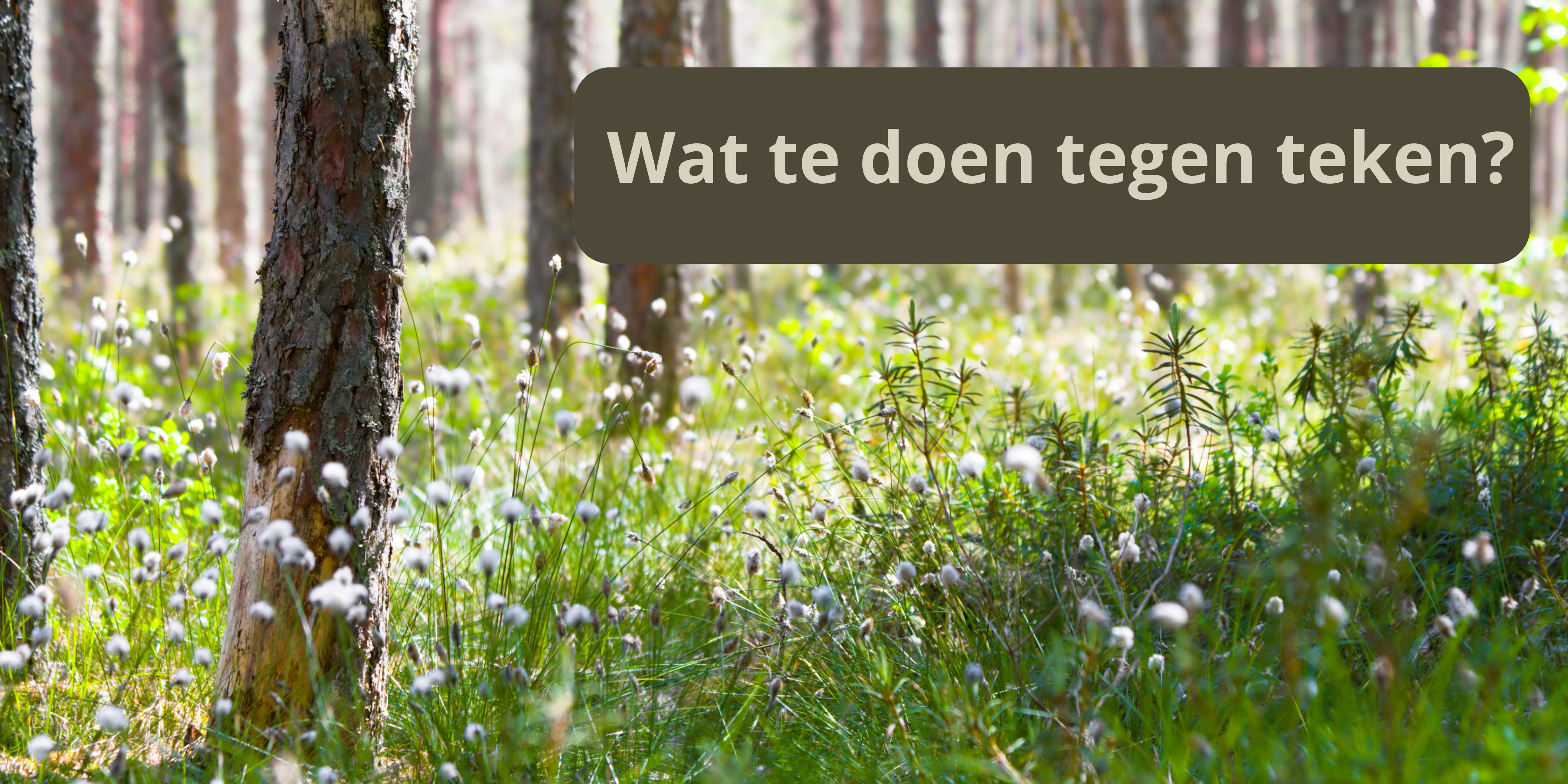 Wat te doen tegen teken?