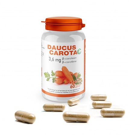 Soria Daucus Carota Soria Daucus Carota