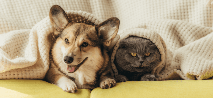 Teken en Vlooien bij Huisdieren: Wat doe je ermee? Teken en Vlooien bij Huisdieren: Wat doe je ermee?