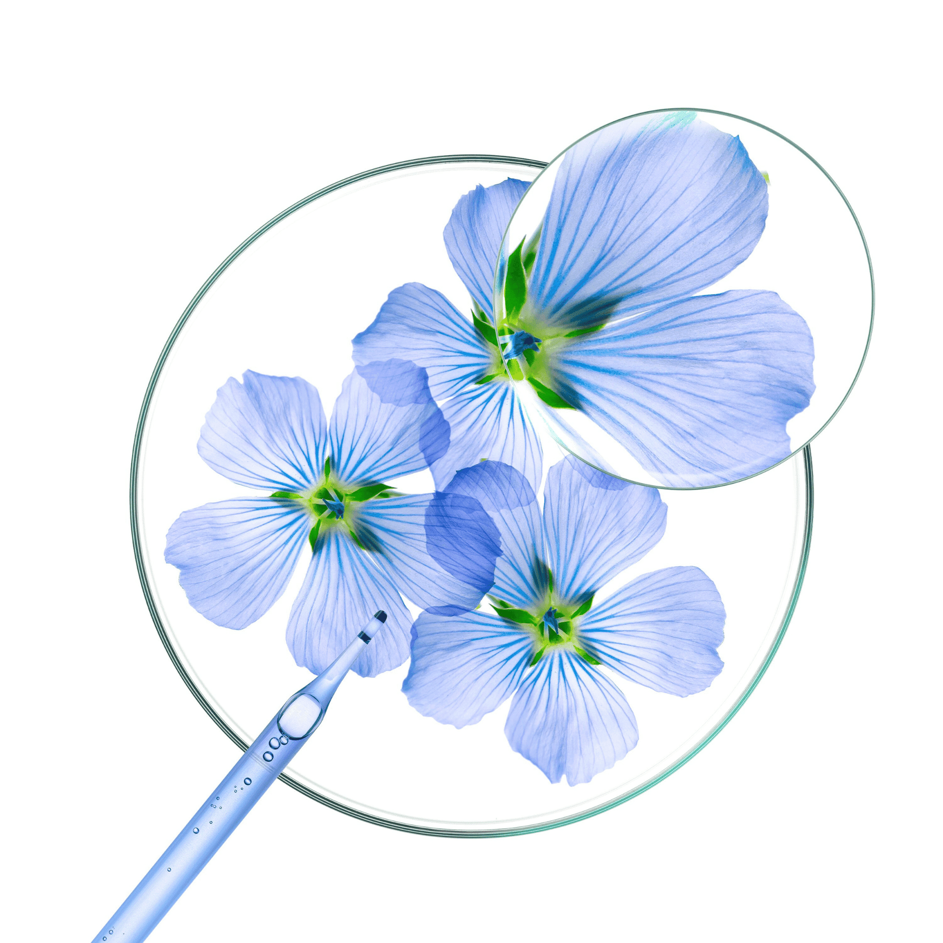 Klorane Vlas Droogshampoo voor Extra Volume