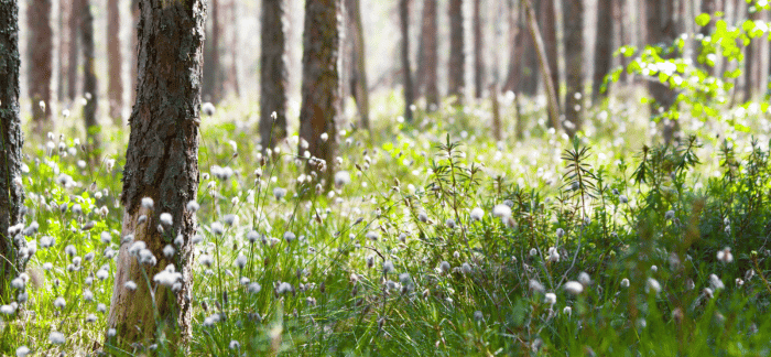 Wat te doen tegen teken? Wat te doen tegen teken?