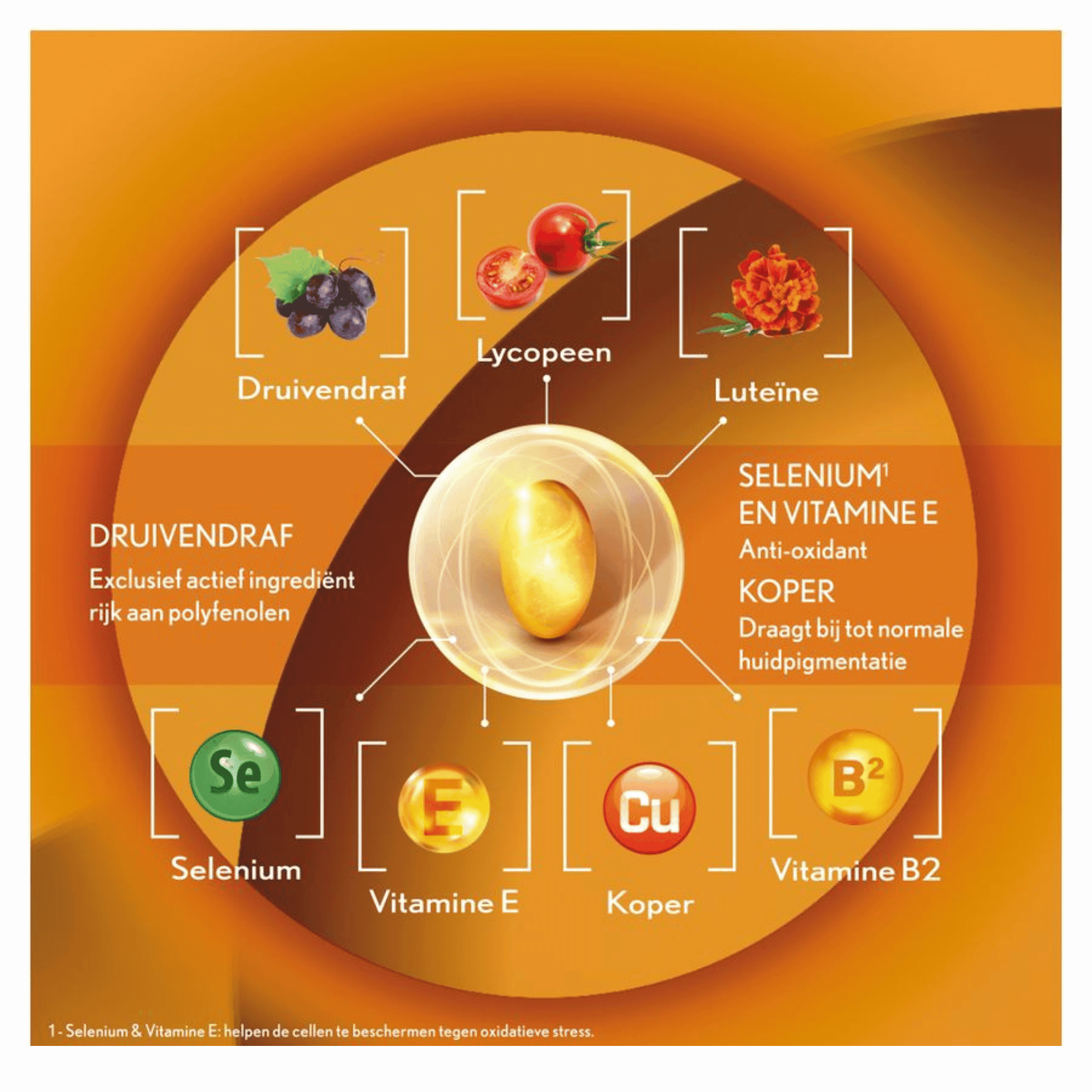 Oenobiol Sun Expert voor de Gevoelige Huid