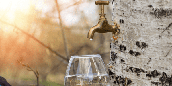 Berkensap: Wat zijn de gezondheidsvoordelen? Berkensap: Wat zijn de gezondheidsvoordelen?