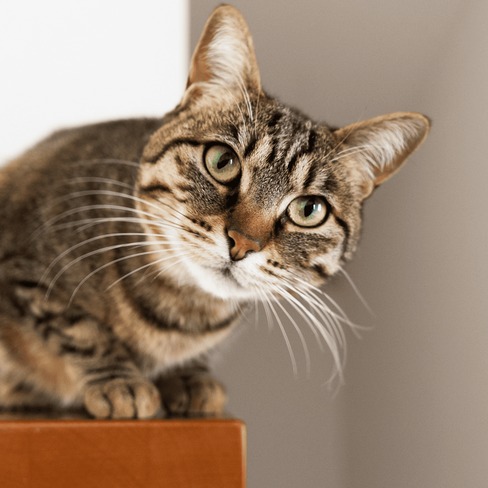 Royal Canin Veterinary Cat Renal with Fish