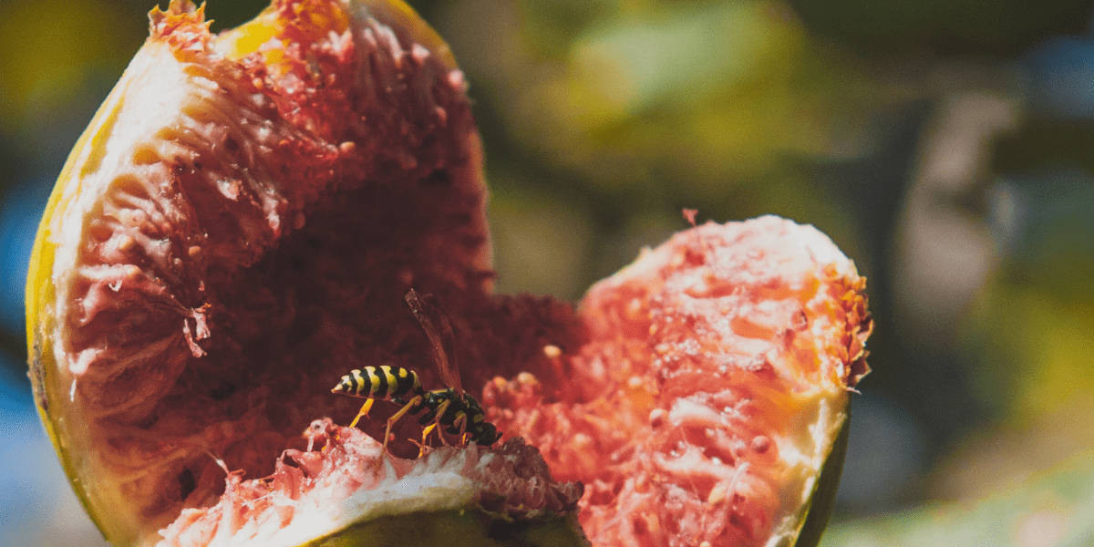 Wespen: Wat nu? Wespen: Wat nu?